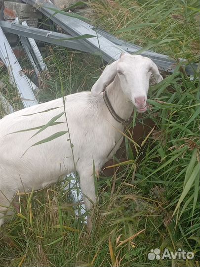 С/х животные