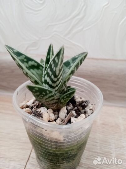 Алое полосатое