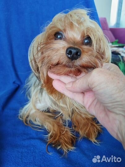 Девочка Йорк