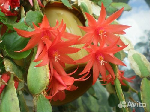 Рипсалидопсис, лесные кактусы