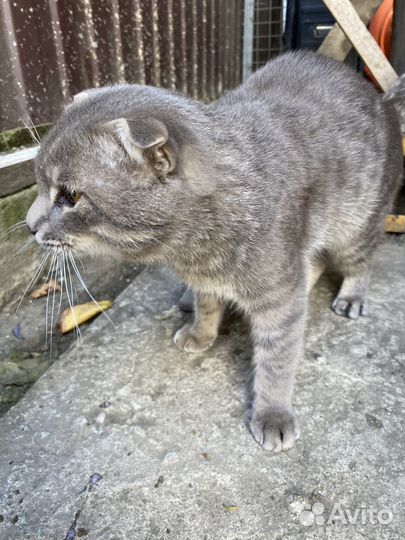 Ищет дом молодой вислоухий котик