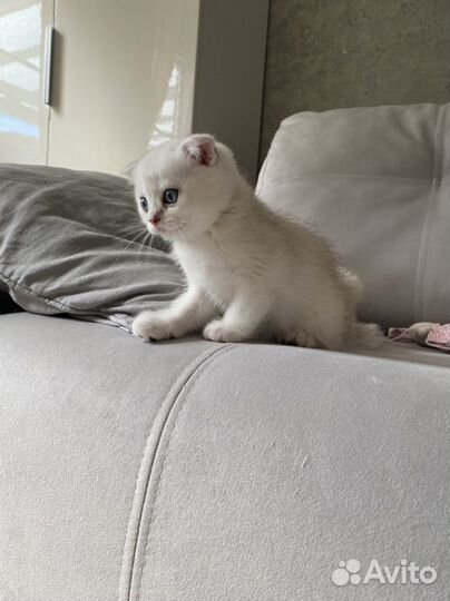 Шотландский котик - окрас ns 11