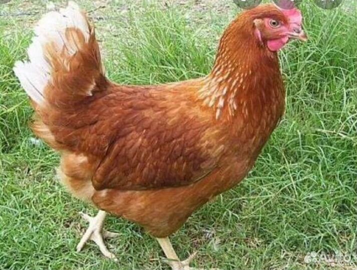 Куры молодки самых яйценосных пород