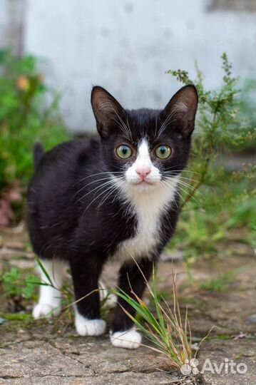 В добрые руки котенок.девочка