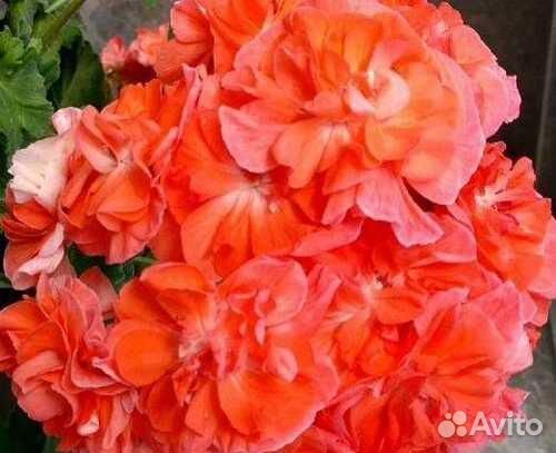 Пеларгония юв Феникс