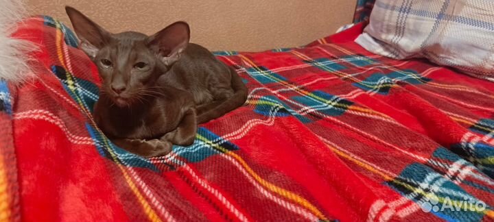 Ориентал.Кот