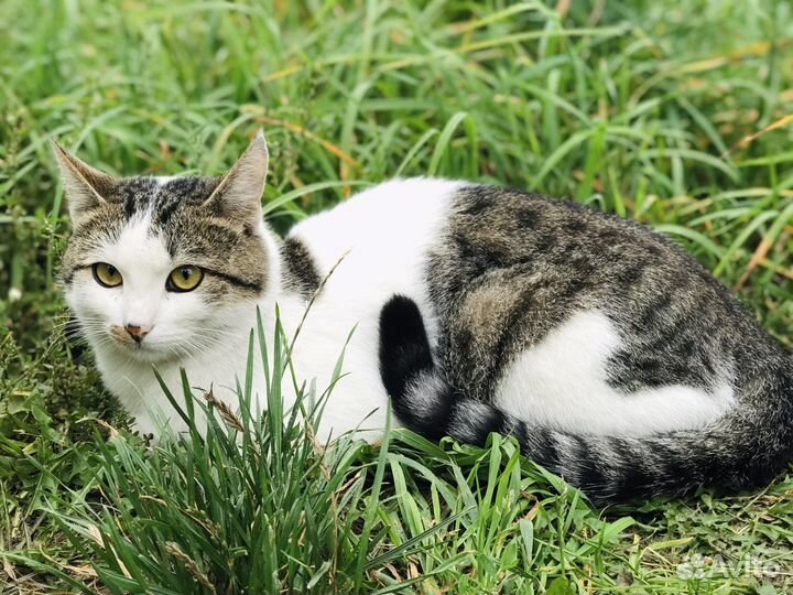 Кот в добрые руки