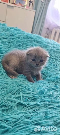 Британские котята