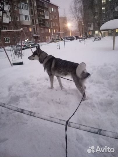 Потерялась лайка