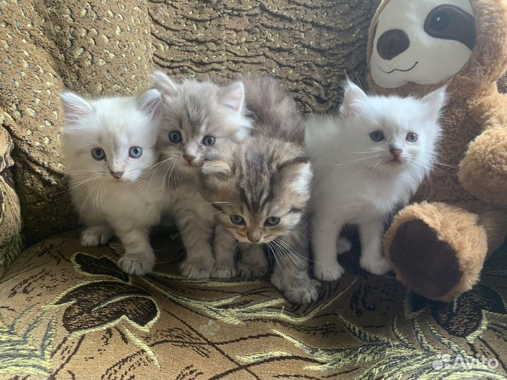 Котята длиношерстные британцы