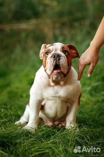 Добрыня Английский бульдог