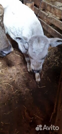 Продажа крс