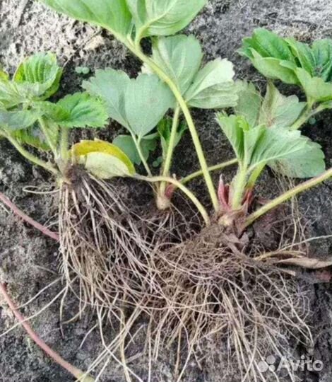 Усы клубники сортовой