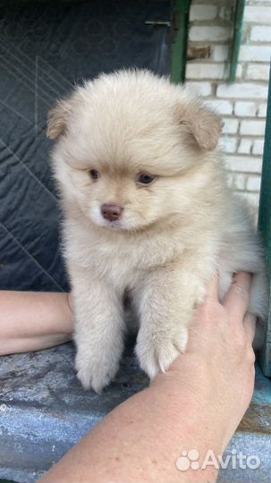 Щенок шпица