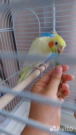 Попугай корелла с клеткой