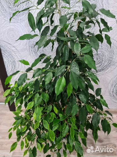 Фикус бенджамина большой