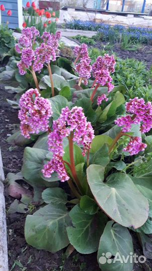 Излишки бадана бесплатно