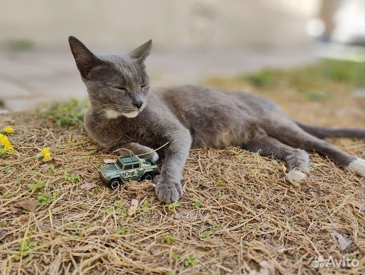 Кошка в дар