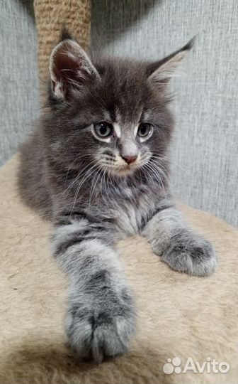 Котята мейн-кун