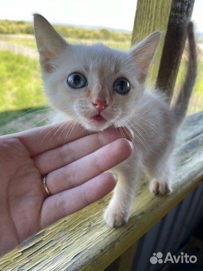 Котята отдам в добрые руки бесплатно