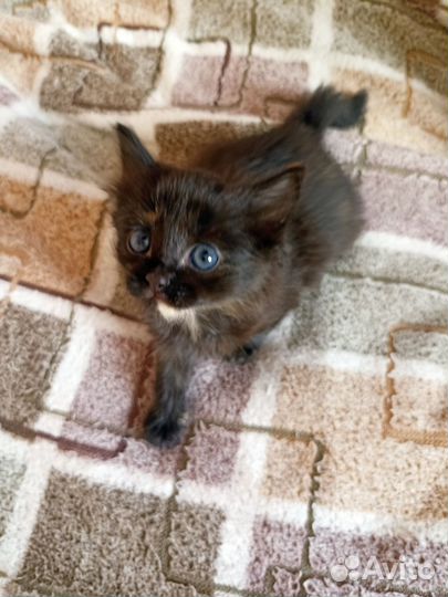 Котенок девочка 1,5 мес