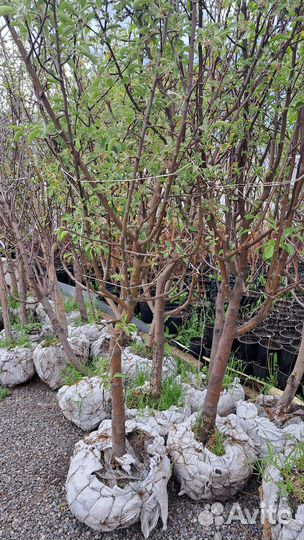 Плодовые крупномеры