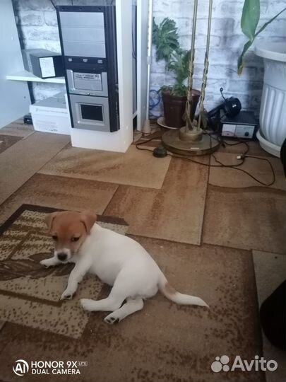 Джек Рассел терьер