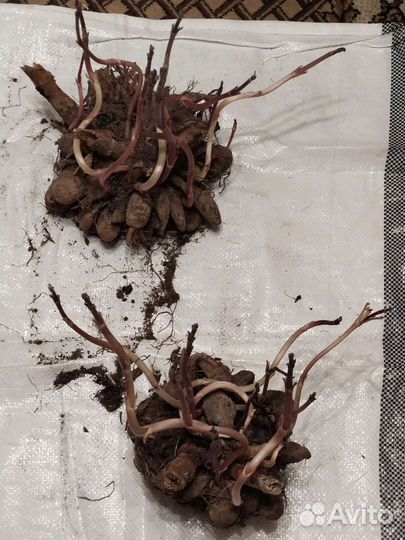 Георгины клубни