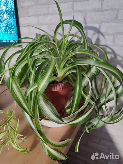 Хлорофитум кудрявый