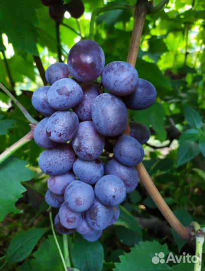 Саженцы винограда, свои