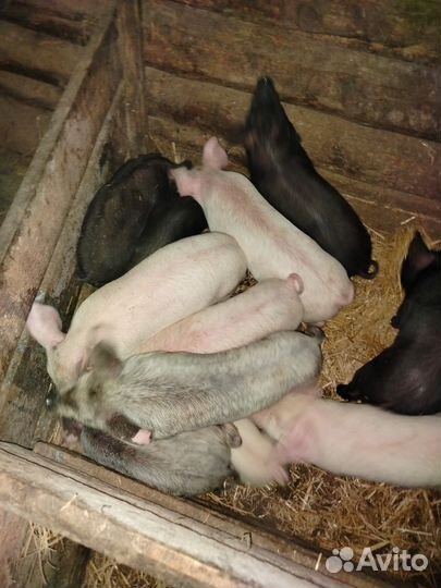 Поросята