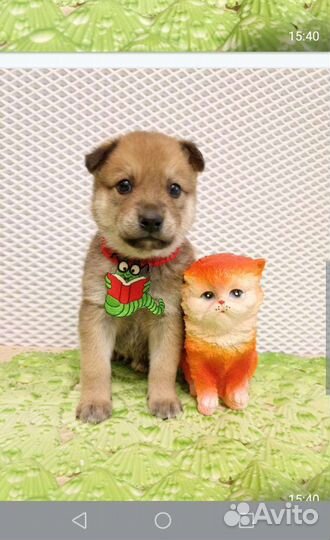 Позитивные щенки в дар