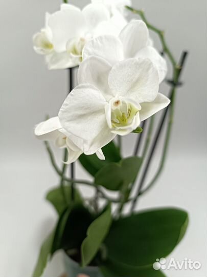 Орхидея Фаленопсис Shiroi