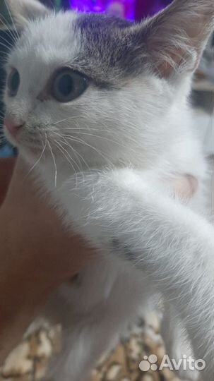 Котёнок