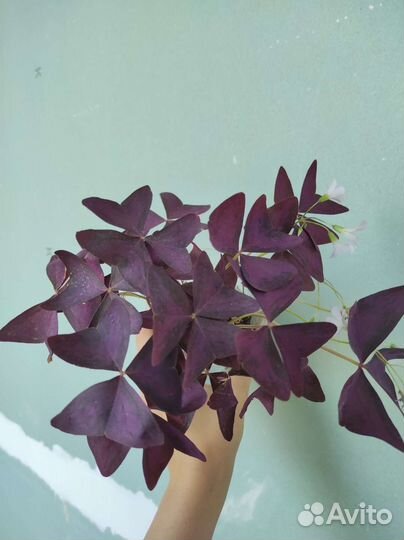 Кислица (оксалис) фиолетовая