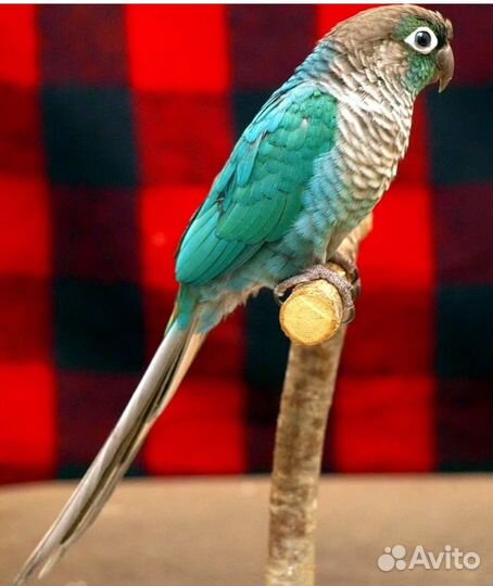 Детки пирруру, выкормыши