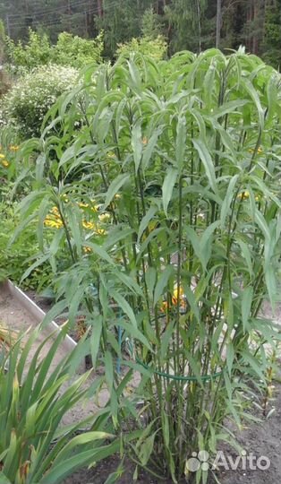 Подсолнечник многолетний 