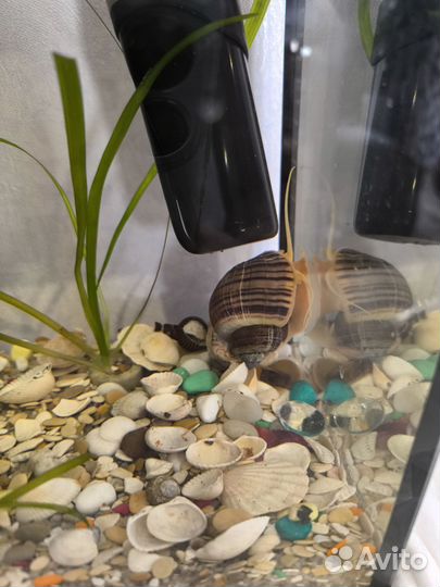 Аквариум с рыбками