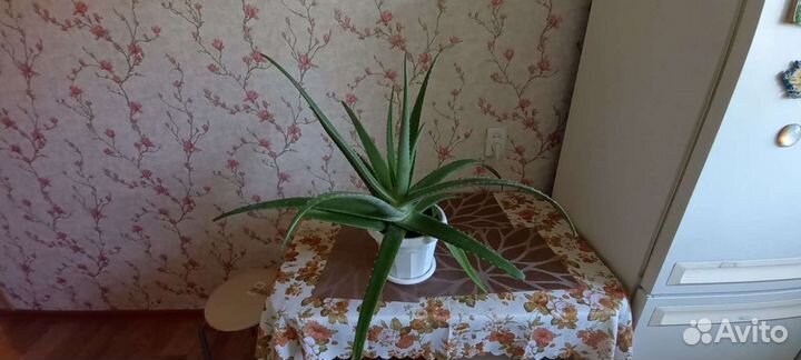 Алоэ вера и простой Алоэ -растения