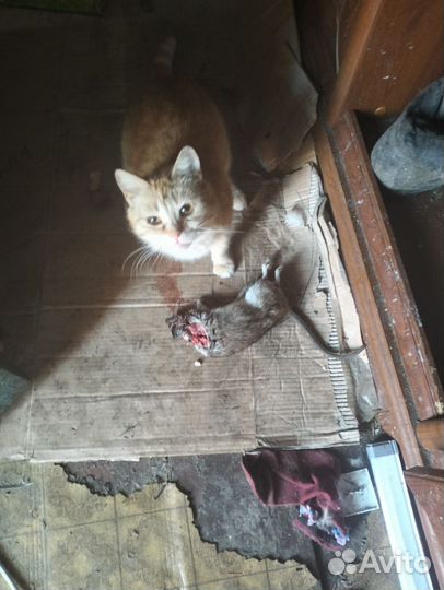 Котята от крысоловки