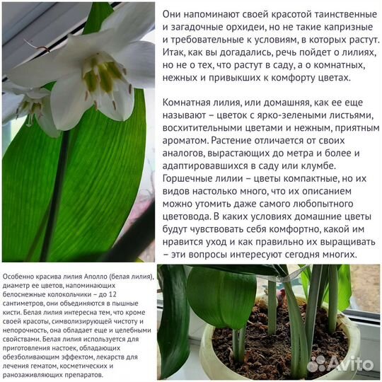 Домашняя лилия