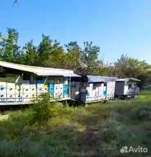 Мёд разнотравье