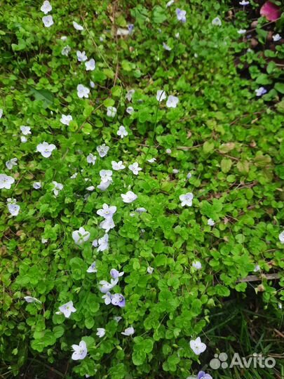 Низкие многолетники