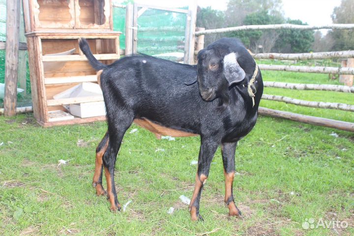 Англо нубийский козел