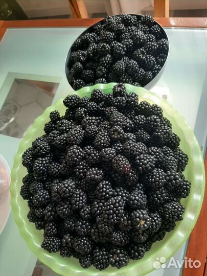 Саженцы ежевики