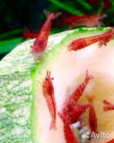 Креветки Вишня, Рэд Черри