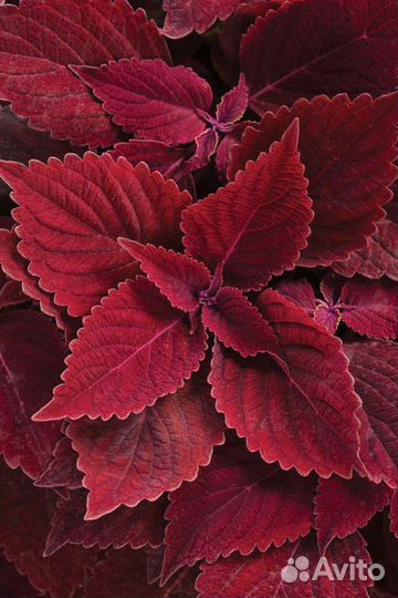 Вегетативные колеусы