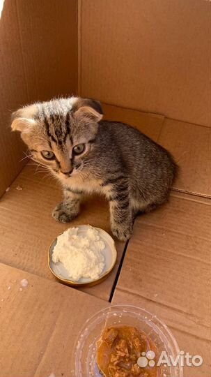 Вислоухий котенок в хорошие руки