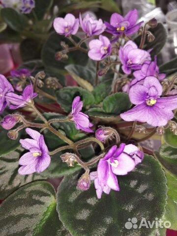 Сортовые фиалки