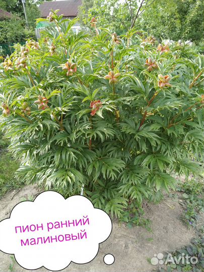 Цветы многолетники